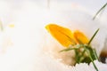 Close up of crocus flower in bloom, covered in snow Royalty Free Stock Photo