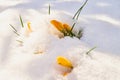 Close up of crocus flower in bloom, covered in snow Royalty Free Stock Photo