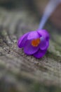 Close up of a crocus flower