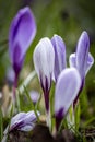 A close up of crocus flowers blooming in springtime Royalty Free Stock Photo