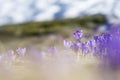 Close up of crocus flowers in Spring time in the Mountains Royalty Free Stock Photo