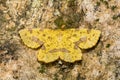 Crocus Geometer- Xanthotype sospeta Royalty Free Stock Photo