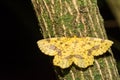 Crocus Geometer- Xanthotype sospeta Royalty Free Stock Photo