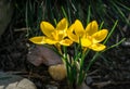 Close-up of Crocus Golden Yellow. Soft focus of beautiful yellow crocuses in spring garden background. Nature concept for spring d Royalty Free Stock Photo