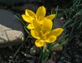 Close-up of Crocus Golden Yellow. Soft focus of beautiful yellow crocuses in spring garden background. Nature concept Royalty Free Stock Photo