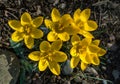 Close-up of Crocus Golden Yellow. Soft focus of beautiful yellow crocuses in spring garden background. Nature concept Royalty Free Stock Photo