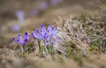 Close up of crocus heuffelianus. Selective focuse on the beautiful violet mountain flower crosus Royalty Free Stock Photo