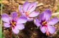 Close up of Crocus sativus flower Royalty Free Stock Photo