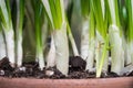 A close-up of crocus stems in the pot Royalty Free Stock Photo