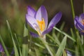 Close up Crocus