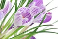 Close up of crocuses