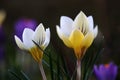 Close-up of crocuses blooming in a meadow in spring Royalty Free Stock Photo