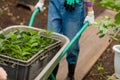 Close up croped photo. gardener tools.