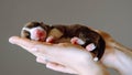 Close up cropped human hands holding gently small puppy of Welsh corgi dog with close eyes. Good sleep, pet healthcare