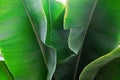 Close up cropped image of banana palm leaf with visible texture structure. Green nature concept background Royalty Free Stock Photo