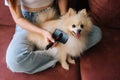 Close-up cropped shot of unrecognizable young woman gently combing pretty white small Spitz pet dog, sitting on floor at Royalty Free Stock Photo