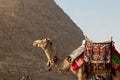 Close up cropped side view of camel full of colorful cloths tied with a chain in the great pyramids of Cairo, Egypt