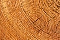 Close up cross section of tree trunk showing growth rings, texture Royalty Free Stock Photo