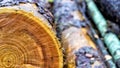 Close up cross section of the wood, sawn logs. Stack of sawn logs. Natural wooden decor background