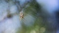 Close-up of a cross spider on its web Royalty Free Stock Photo