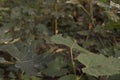 close-up: cross spiders orb web among the elm leaves