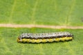 Cross-striped Cabbageworm- Evergestis rimosalis