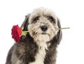 Close-up of a Crossbreed, 4 years old, holding a red rose in its mouth
