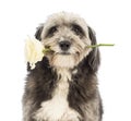 Close-up of a Crossbreed, 4 years old, holding a white rose in its mouth