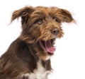 Close-up of a Crossbreed, 5 months old, yawning