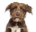 Close-up of Crossbreed dog looking at camera against white background