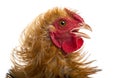 Close-up of Crossbreed rooster, Pekin Royalty Free Stock Photo