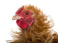 Close-up of Crossbreed rooster, Pekin Royalty Free Stock Photo