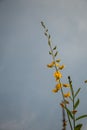 Close up Crotalaria juncea or sunn hemp flower Royalty Free Stock Photo