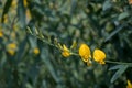 Close up Crotalaria juncea or sunn hemp flower Royalty Free Stock Photo