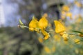 Close up Crotalaria juncea or sunn hemp flower Royalty Free Stock Photo