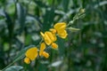 Close up Crotalaria juncea or sunn hemp flower