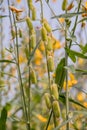 Close up Crotalaria juncea or sunn hemp flower Royalty Free Stock Photo