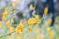 Close up Crotalaria juncea or sunn hemp flower Royalty Free Stock Photo