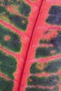 Croton Codiaeum variegatum showing the beautiful pattern of veins