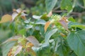 Close up Croton tiglium Linn with new leaves sprout Royalty Free Stock Photo