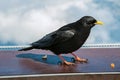 Close up of crow on the breastwork at Aiguille du Midi in French Alps Royalty Free Stock Photo