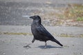 Crow Walking Forward On A Street