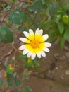 Close up of Crown Daisy flower.Crown Daisy.Beautiful Crown Daisy Flower.In Flowers Nursery.