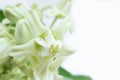 Fresh Crown flower or Calotropis giantea on a white background. Royalty Free Stock Photo