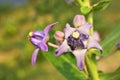 Close-up Crown flower Calotropis Gigantea, beautiful purple flower blossom on tree with green nature blurred background, other Royalty Free Stock Photo