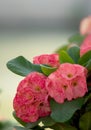 Close Up of Crown of thorns, Christ Thorn , poi sian flowers Royalty Free Stock Photo