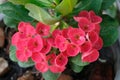 Close up crown of thorns flower