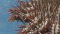 Close up crown of thorns Sea star. Underwater animal seastar with big thorns caught from water. Echinoderms animals in