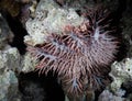 Close-up of a crown of thorns starfish (Acanthaster planci) swimming in its natural habitat Royalty Free Stock Photo