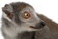 Close-up of Crowned lemur, Eulemur coronatus, 2 years old